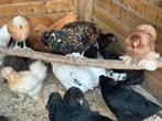 Ruime keuze sierkippen, zijdehoen cochin araucana marans leg, Dieren en Toebehoren, Pluimvee