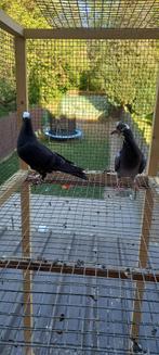 Jong koppel postduiven, Dieren en Toebehoren, Vogels | Duiven, Meerdere dieren, Postduif