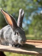 Jonge Vlaamse reuzen, Dieren en Toebehoren, Vrouwelijk, Groot, 0 tot 2 jaar