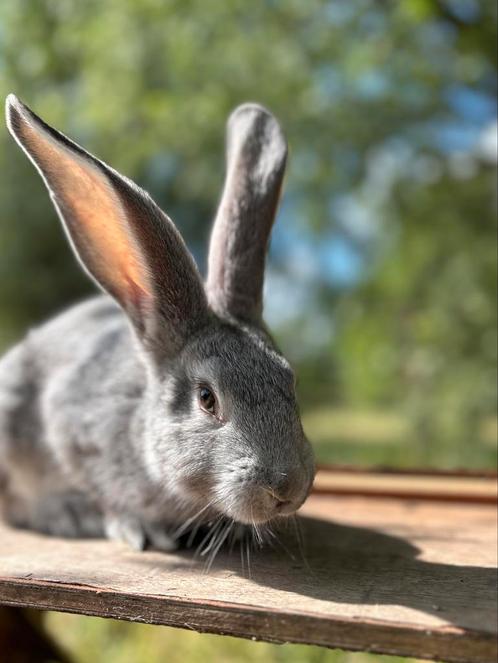 Jonge Vlaamse reuzen, Dieren en Toebehoren, Konijnen, Groot, Vrouwelijk, 0 tot 2 jaar
