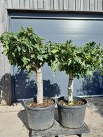 Vijg op stam, Tuin en Terras, Planten | Bomen, Ophalen, Lente, Volle zon