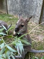 Wallaby man, Mannelijk, Overige typen, Tam