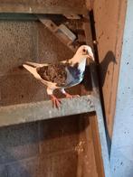 Reisduifjes, Dieren en Toebehoren, Vogels | Duiven