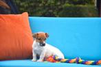 Prachtig Jack Russell reutje, Dieren en Toebehoren, België, Jack Russell Terriër, CDV (hondenziekte), 8 tot 15 weken
