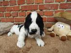 Engelse cocker puppy's 8 weken oud, België, CDV (hondenziekte), 8 tot 15 weken, Teef