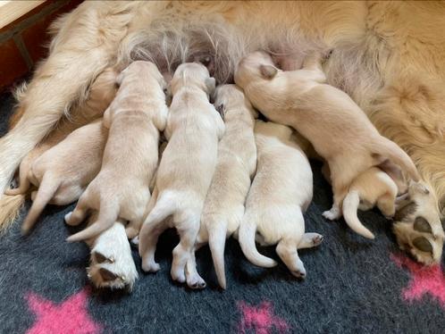 Mooie golden retriever pups bij particulier (geteste ouders), Dieren en Toebehoren, Honden | Retrievers, Spaniëls en Waterhonden