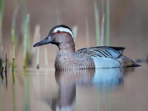 siereenden, Dieren en Toebehoren, Pluimvee