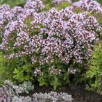 Origanum vulgare, Tuin en Terras, Planten | Tuinplanten, Ophalen