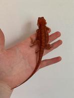 Pogona red, Dieren en Toebehoren, Hagedis, 0 tot 2 jaar