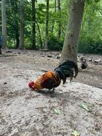 Raszuivere goudbrakel haan., Dieren en Toebehoren, Pluimvee, Mannelijk, Kip