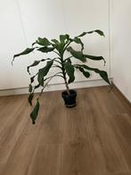 Dracena, Ophalen, Overige soorten, Halfschaduw, Minder dan 100 cm