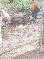 Brahma kuiken, Dieren en Toebehoren, Pluimvee, Kip