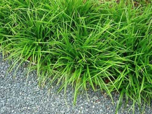 Carex = gemakkelijke wintergroen siergrasje, Tuin en Terras, Planten | Tuinplanten, Vaste plant, Siergrassen, Volle zon, Bloeit niet