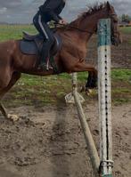 Super brave ruin, Dieren en Toebehoren, Gechipt, Ruin, Zadelmak, 160 tot 165 cm