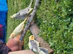 Handtamme valkparkieten, Dieren en Toebehoren