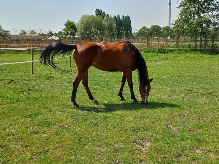 leuk paardje, Dieren en Toebehoren, Paarden, Merrie, Onbeleerd, Minder dan 160 cm, 7 tot 10 jaar, Recreatiepaard, Gechipt, Ontwormd