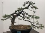 Bonsai pinus sylvestris yamadori, Tuin en Terras, Ophalen