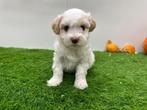 Nestje Havanezer pups, België, Overige rassen, CDV (hondenziekte), 8 tot 15 weken