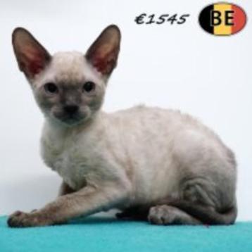 Cornish Rex pups te koop beschikbaar voor biedingen