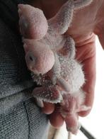 3 ananas pyrrhura à élever à la main, Animaux & Accessoires, Plusieurs animaux, Perruche, Domestique