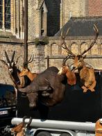 Te koop taxidermie, Ophalen of Verzenden