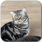 Brits korthaar silver tabby, Dieren en Toebehoren, Katten en Kittens | Dekkaters, 0 tot 2 jaar