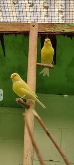 Gele kanaries koppel 2025., Dieren en Toebehoren, Vogels | Kanaries, Meerdere dieren, Kleurkanarie