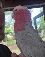 Jeune femelle rosalbin eam, Dieren en Toebehoren, Vrouwelijk