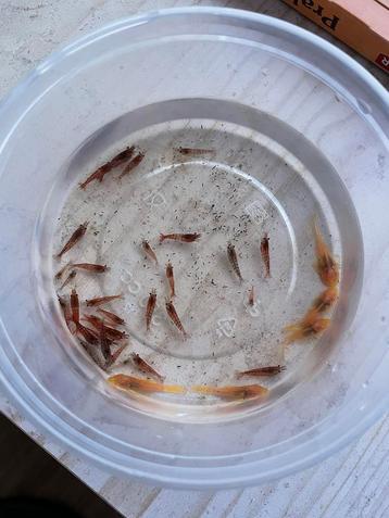 30 tal vuurgarnalen en 5 albino ancistrus, Dieren en Toebehoren, Kreeft, Krab of Garnaal, Zoetwatervis, Schoolvis