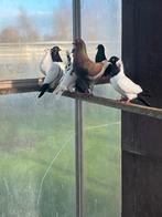 Sier duiven, Plusieurs animaux, Autres espèces