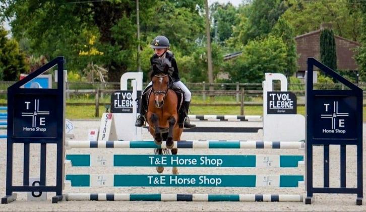 all round b-pony, Animaux & Accessoires, Poneys, Jument, L, Poney B (1.17 m à 1.27 m), Poney de dressage, 11 ans ou plus, Avec pedigree