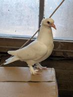 Super tamme duifjes, Dieren en Toebehoren