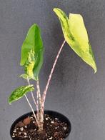 Alocasia Zebrina Aurea, Huis en Inrichting, Ophalen of Verzenden