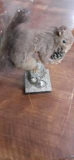 Taxidermie eekhoorn, Ophalen, Gebruikt