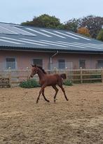 Hengstenveulen Don't touch tiji hero x Nabab de rêve, Dieren en Toebehoren