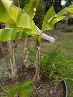Musa Basjoo, Ophalen