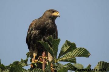 Découverte des rapaces - initiation à la fauconnerie disponible aux enchères