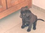 labrador pups, Dieren en Toebehoren, België, Fokker | Hobbymatig, Reu, CDV (hondenziekte)