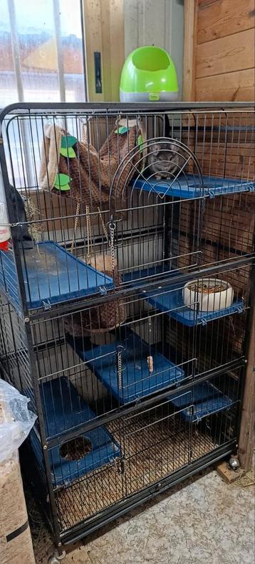 Chinchilla koppeltje + groot hok  beschikbaar voor biedingen