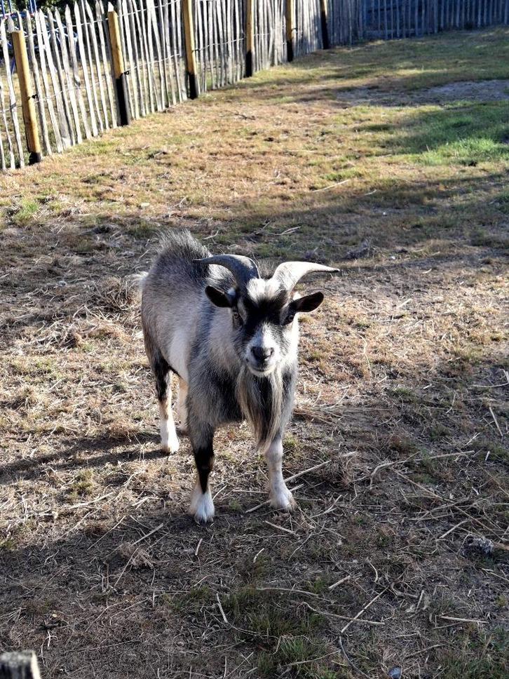 Gecastreerd bokje, Dieren en Toebehoren, Schapen, Geiten en Varkens, Geit, Mannelijk, 0 tot 2 jaar