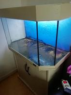 Aquarium, Dieren en Toebehoren