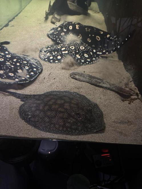 Potamotrygon ultra hybrid zoetwaterrog man 35cm, Dieren en Toebehoren, Vissen | Aquariumvissen, Zoetwatervis, Vis