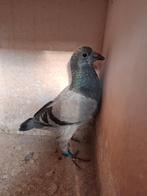 2 jonge duifjes van 2026, Dieren en Toebehoren, Meerdere dieren, Postduif