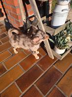 Bruin merle langhaar reutje, Dieren en Toebehoren, Honden | Chihuahua's en Gezelschapshonden, België, Reu, CDV (hondenziekte)