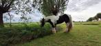 Gezocht bomproof ongecompliceerde E pony, Dieren en Toebehoren, Paarden, B