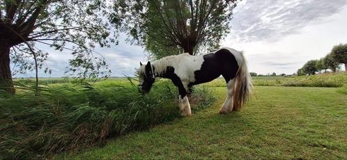 Gezocht bomproof ongecompliceerde E pony, Dieren en Toebehoren, Paarden, B