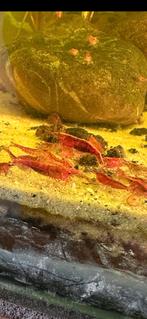 Neocaridina vuurgarnaal, Dieren en Toebehoren, Vissen | Aquariumvissen, Kreeft, Krab of Garnaal, Zoetwatervis