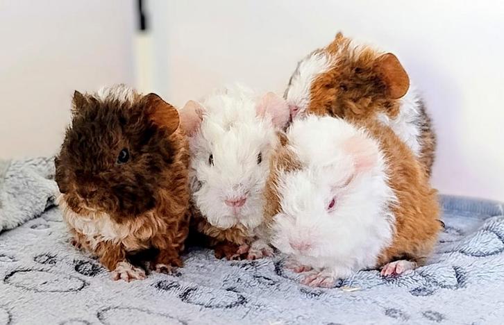 Alpaca zeugjes, Dieren en Toebehoren, Knaagdieren, Vrouwelijk, Cavia, September, Tam