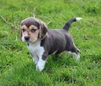 Beagle pups, Dieren en Toebehoren, Honden | Beagles, Bassets en Lopende honden, CDV (hondenziekte), Meerdere, 8 tot 15 weken, Meerdere dieren