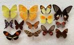 Lot VLINDERS A- aan halve prijs, Dieren en Toebehoren, Insecten en Spinnen